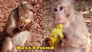 Best Friends Of Two Grandpa! They Got Nice Food Together From Traveler. Sweet Mango.