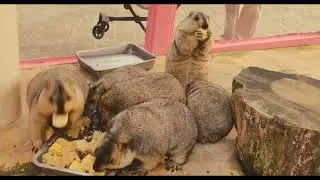 Groundhog Eats Dry Rice?! 😲 Unexpected Wildlife Moment You Must See!