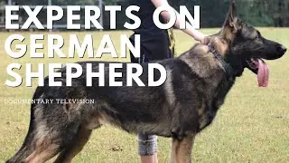 Everything You Need to Know About German Shepherds