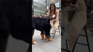 🐶🥹 Proof they &ldquo;adopted&rdquo; us: one look at their reaction when their human returns! #dog