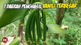 7 Daerah Penghasil Vanili Terbesar di Indonesia❗