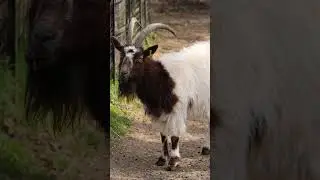 voice of goat