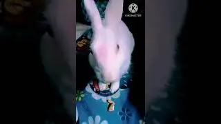 cute rabbit CHIKI.#CHIKI#yutubeshorts #viral #love #rabbitlovers#rabbit