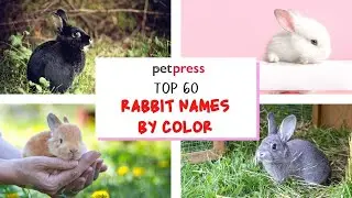 Top 60 Rabbit Names By Color - Names White, Black, Grey, and Brown Rabbits!