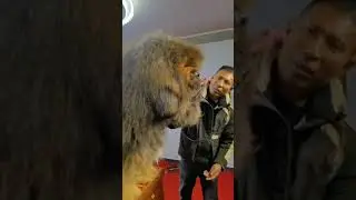 funny pet #short #funnypets #funnyshorts #pets #videosanimals #petvideo #videopet #funnypetsvideo