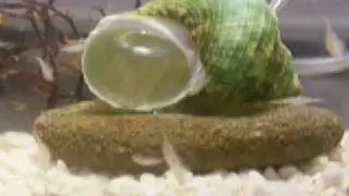 Bubble Shell
