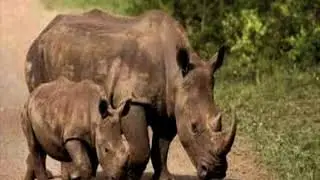 Two suspects appear on charges of rhino horns theft in Outjo-NBC