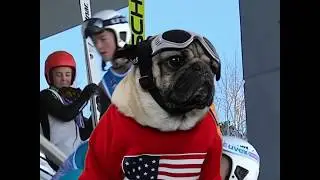 Doug The Pug - 2018 Winter Olympics
