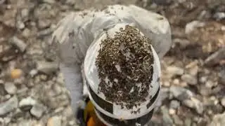 Live Bee Removal in Action! 🐝 Safe & Professional Hive Relocation | Busy Bee Pest Solutions