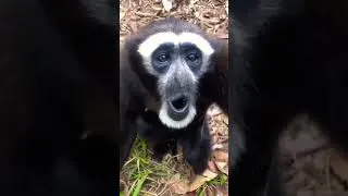 black monkey#shorts #youtube shorts#short video