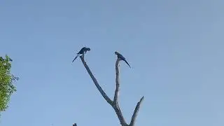 Arara azul !