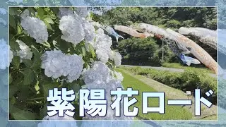 【田原百景】横田町の紫陽花ロードが見頃（2025年6月28日撮影）