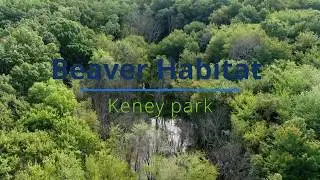 Keney Park Beaver Habitat - Part 6