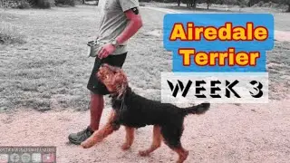 Airedale Terrier Charlee. Week 3 basic obedience