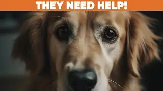 14 Signs Your Dog is Begging for Help: A Must-See Guide!