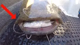 Catching BIG Flathead Catfish On Cut Bait In HIGH WATERS (Ft. FV-Catfish)
