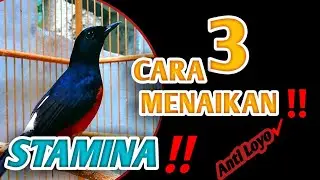 3 CARA INI CUKUP‼️CARA MENAIKAN STAMINA MURAI BATU