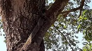 Sagui-de-tufos-brancos (Callithrix jacchus)