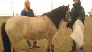 1:  Colt Starting a Rescue Pony - Evans Dreamcatcher