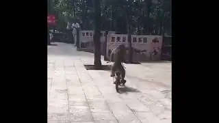Monkey riding bicycle