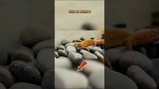 Top Ten Animals That Survive in Volcanic Landscapes: Asian House Gecko