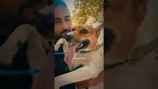 Our indian dogs are adorable ❤ #indiedogs #indiandogs