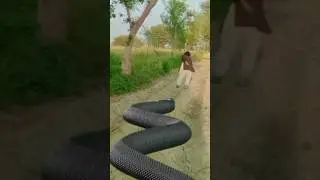 anaconda snake attack scene||snake attack video king cobra||#shorts#viral
