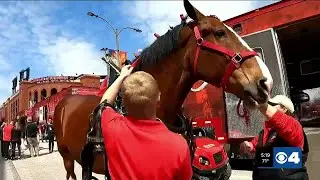 Budweiser Clydesdales arrive at Busch Stadium