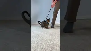 Cat Needs Leash and Harness Training #cat