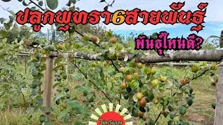 ปลูกพุทรา 6 สายพันธุ์ พันธุ์ไหนดี # พุทรา | EP.23