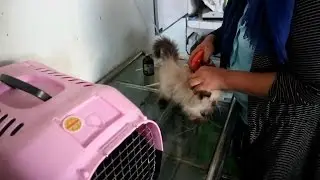 Pergi Ke Dokter Hewan Suntik Vaksin Anak Kucing Lucu - Vaccine Kitten