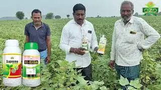 Farmer Testimonial in cotton crop on best Combo of Ozo || Supreme || Hi-Result ||