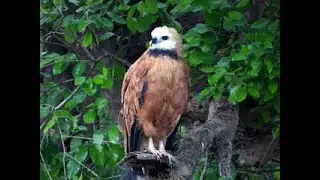 Pantanal Birding Tour - August 2021