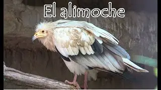 The Egyptian Vulture. Facts and Characteristics.