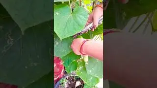 Frist harvesting cucumber#organic#garde #gardening#organicfarming #villagelife#rurallife#viralshort