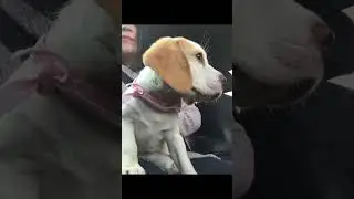 Beagle bicolor filhote (Bella)
