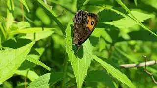 Common Wood-nymph (Cercyonis pegala)