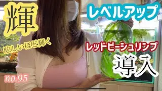 眩しいほど輝く！レベルアップ。超高級レッドビーシュリンプ 、新規水槽に導入しました。