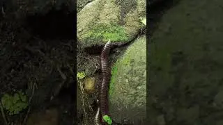 Giant Millipedes on their Habitat