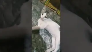 Cool Style😹 #amapiano #music #dj #cats #cat #kucingimut #catlover #kucinglucu #shortsviral #shorts
