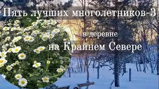 Пять лучших многолетников-3
