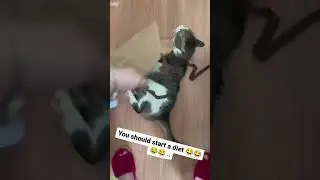 Funny Cats 2024 🐱 funny cats fighting 😸 # #4362