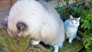 Life is Sweet in the Backyard | Bowie The Ragdoll Cat & Bella The Lambkin Kitten