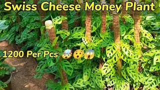 Swiss Cheese Money plant Stock Available Only In Karachi || Low maintenance plant ||Karachi nursery