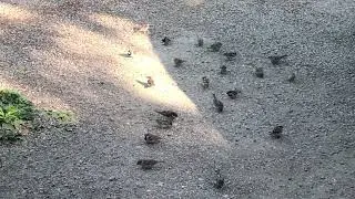 Birds in the Driveway #birds #nature #maryjanechronicles #420
