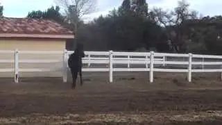 Cassanova FQ (Friesian Quest)