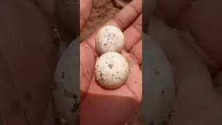 ##King fisher bird egg 🥚#shorts