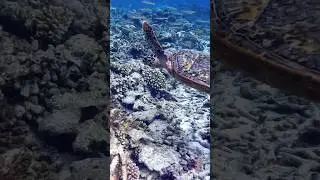 Diving with turtle in Ari Atoll #travel #maldives #travelvlog #путешествия #тревелвлог #мальдивы