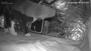 Heated Cat House.  