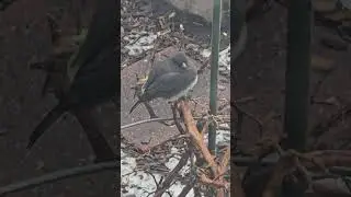 Dark-eyed Junco borb in the January cold 🥶